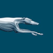 Greyhound
